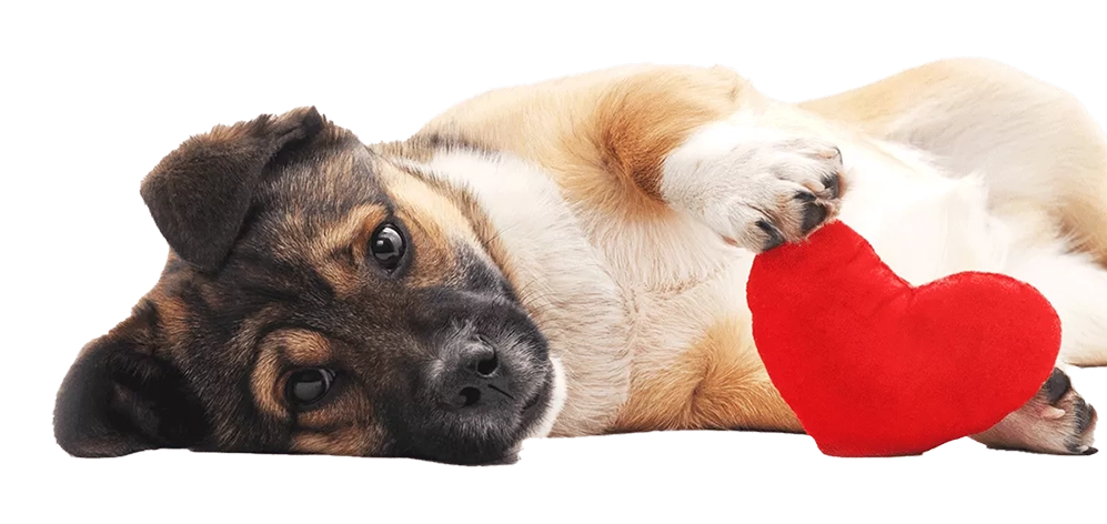 Licensing_puppy