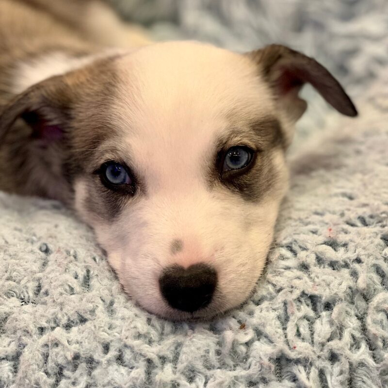 How Puppy Love And Wagmo Brought Joy And Wellness To Transform 20244 Puppy love brings joy