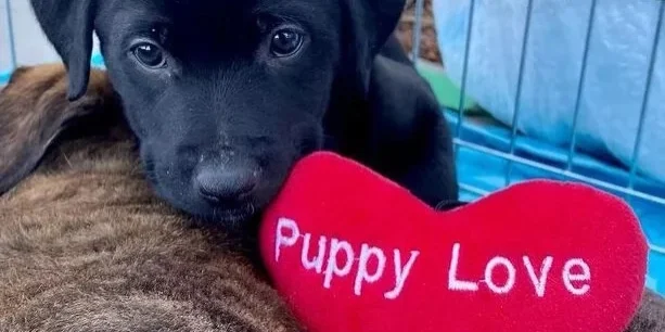 Puppy-with-heart-2